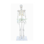 Human Skeleton Model, 42 cm